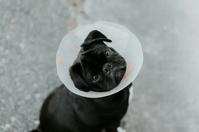 GPS implant for dog
